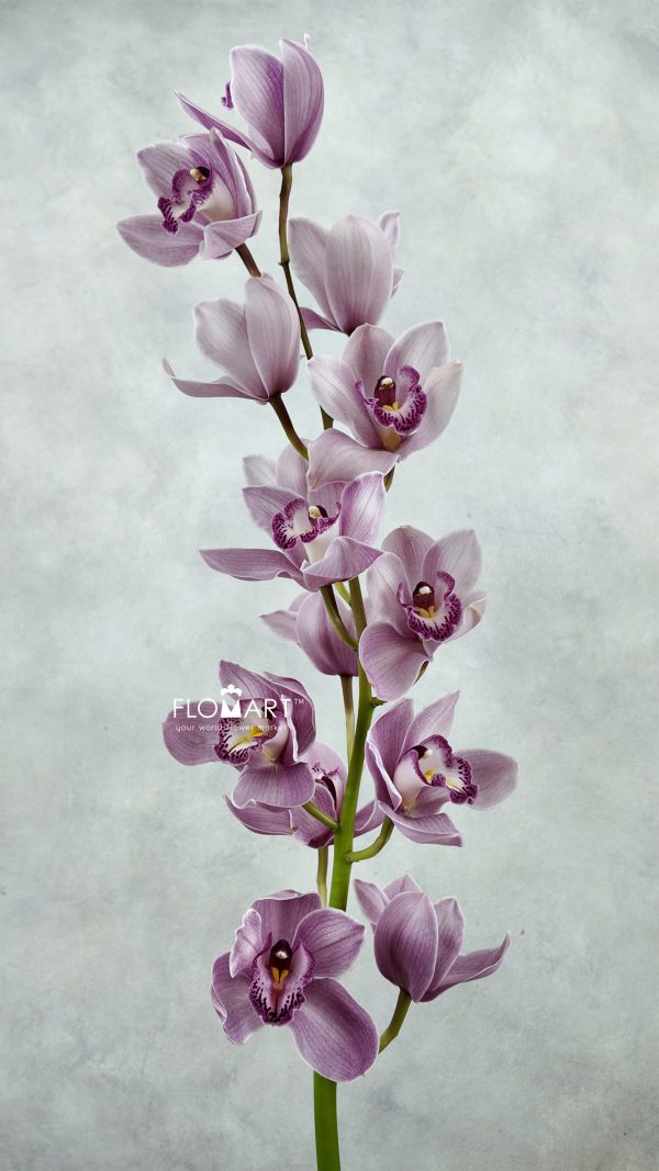 Cymbidium Std Karen Cymbidium Std Karen