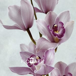 Cymbidium Std Karen - Image 2