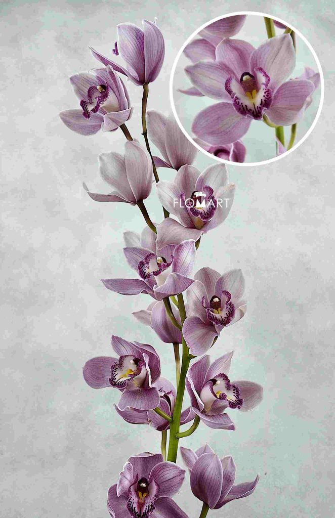 Cymbidium Std Karen
