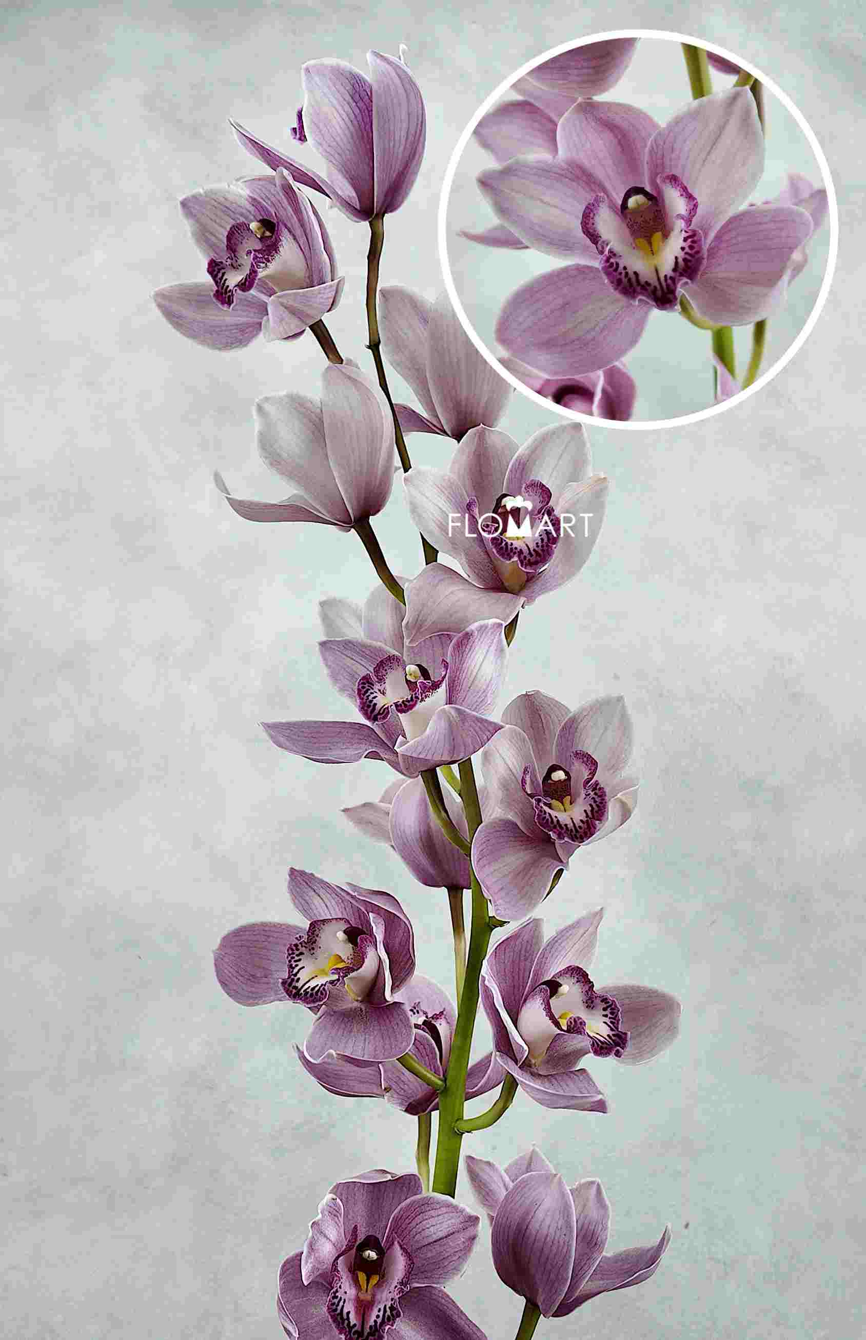 Cymbidium Std Karen - Image 1