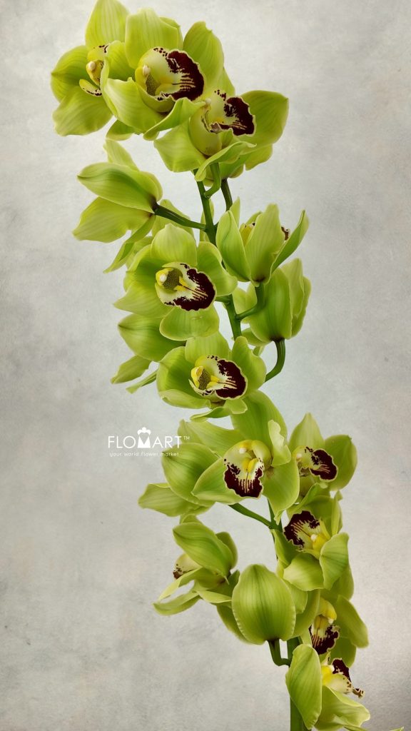Cymbidium Std Kelly