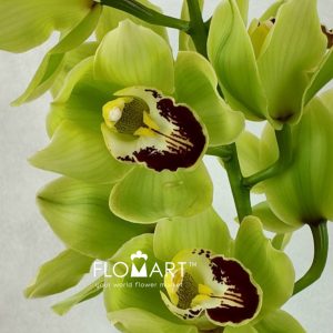 Cymbidium Std Kelly - Image 2