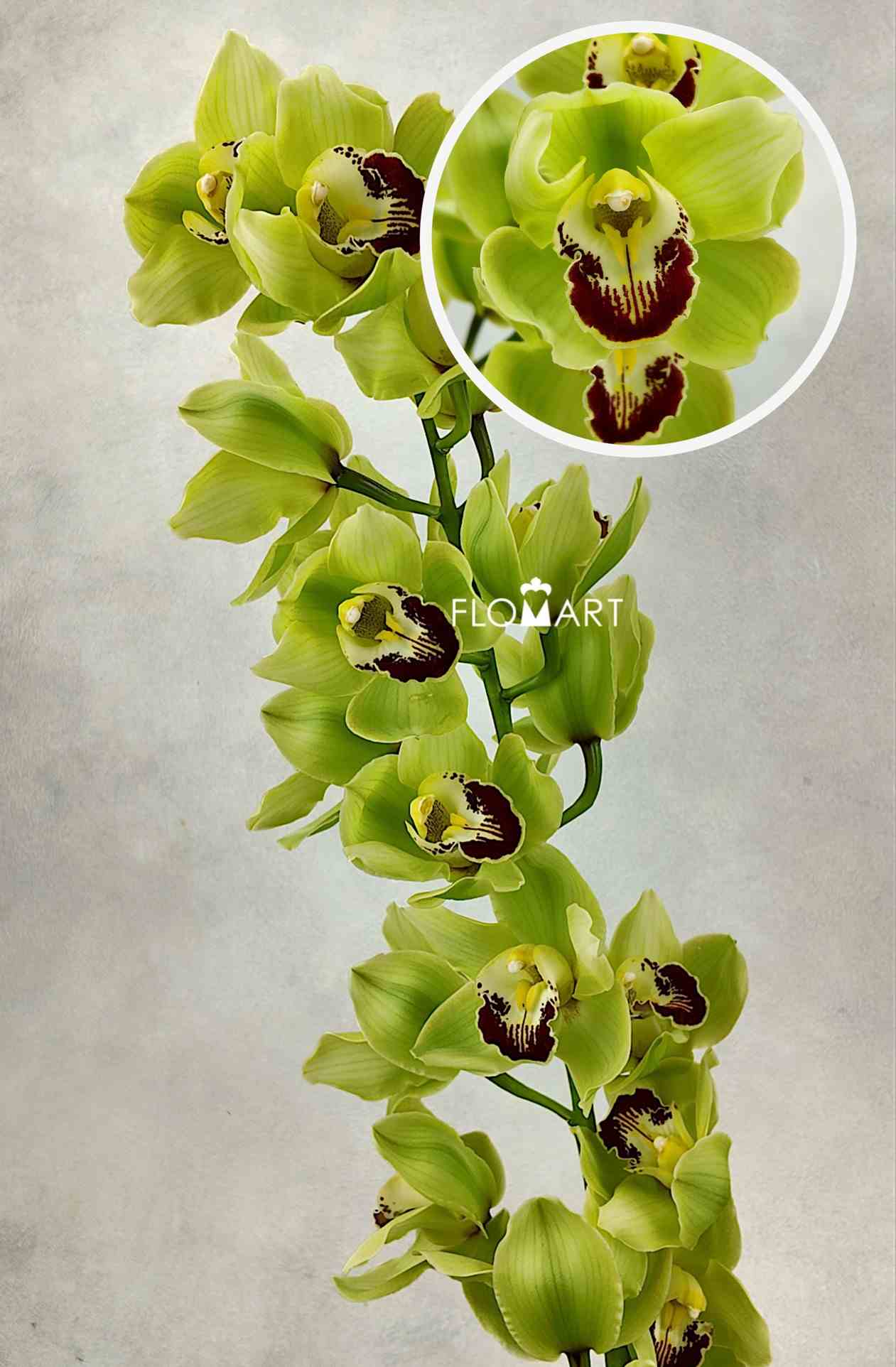 Cymbidium Std Kelly - Image 1
