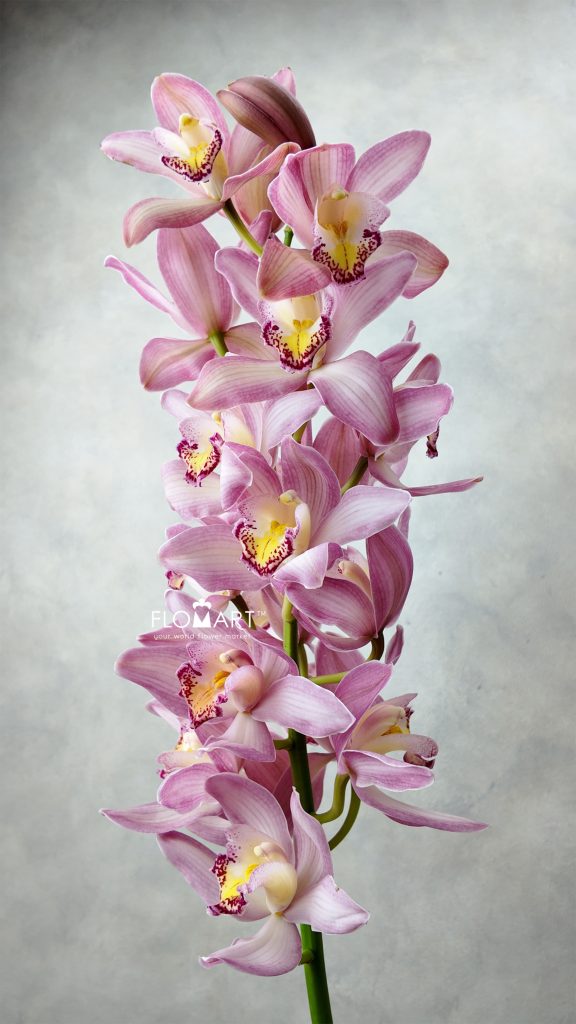Cymbidium Std Light Pink