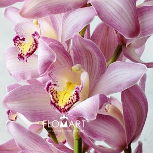 Cymbidium Std Light Pink - Image 2
