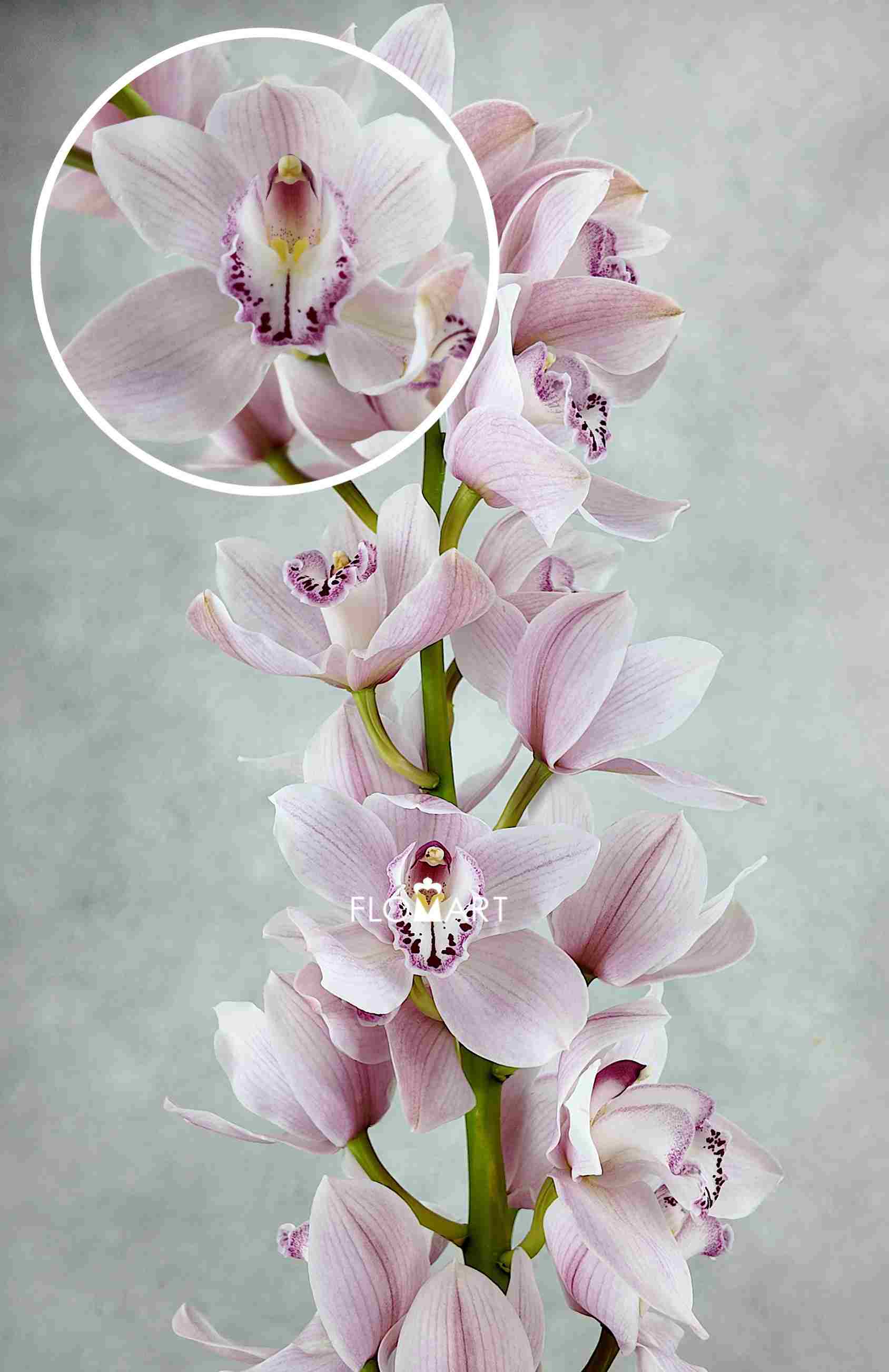 Cymbidium Std Light Pink - Image 1