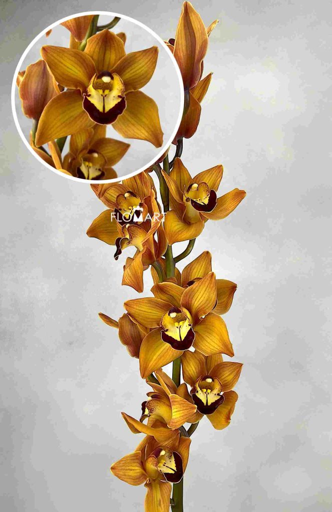 Cymbidium Std Manon