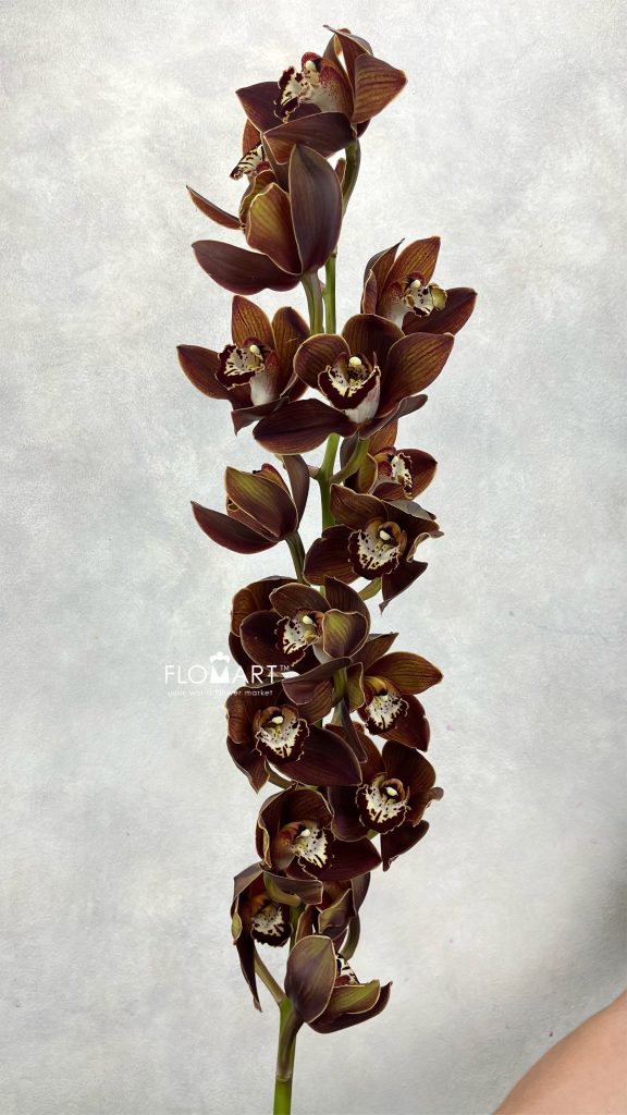 Cymbidium Std Maori Warrior