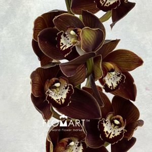 Cymbidium Std Maori Warrior - Image 2