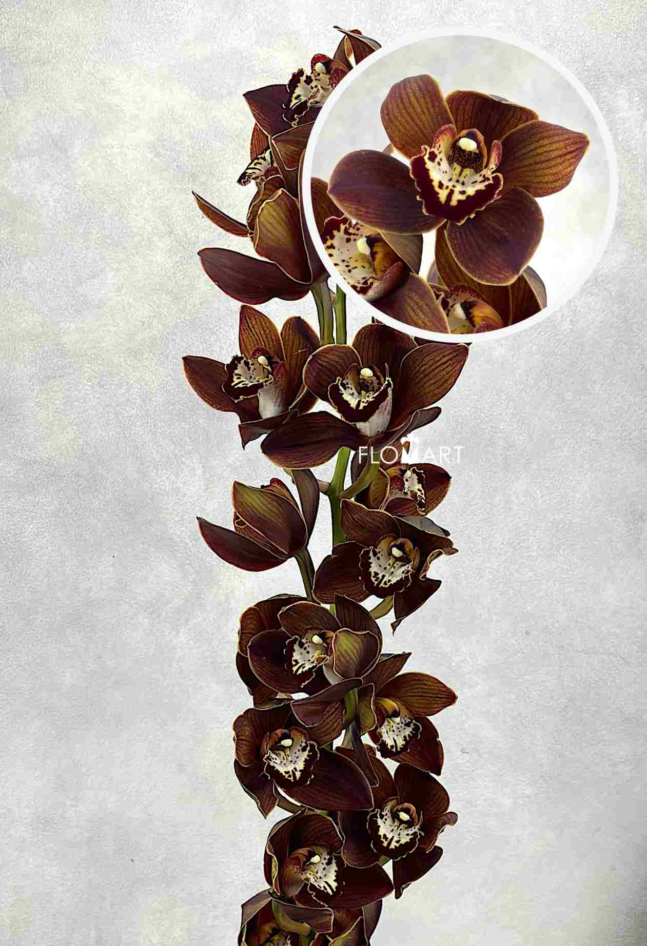 Cymbidium Std Maori Warrior - Image 1