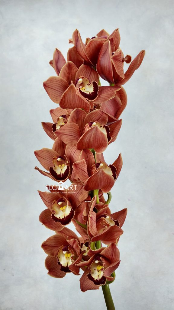 Cymbidium Std Olympic Flame