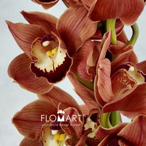 Cymbidium Std Olympic Flame - Image 2