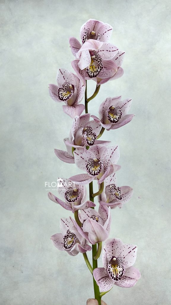 Cymbidium Std Opium