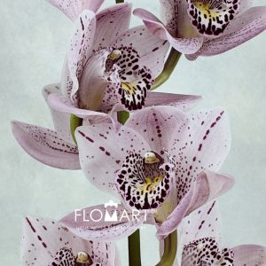 Cymbidium Std Opium - Image 2