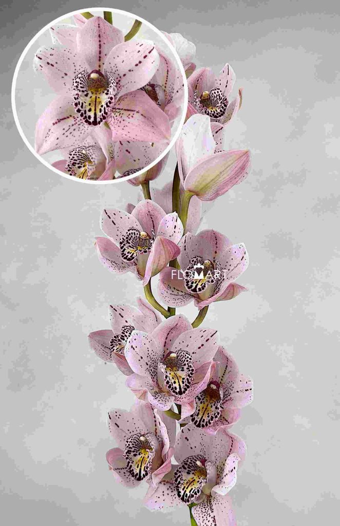 Cymbidium Std Opium