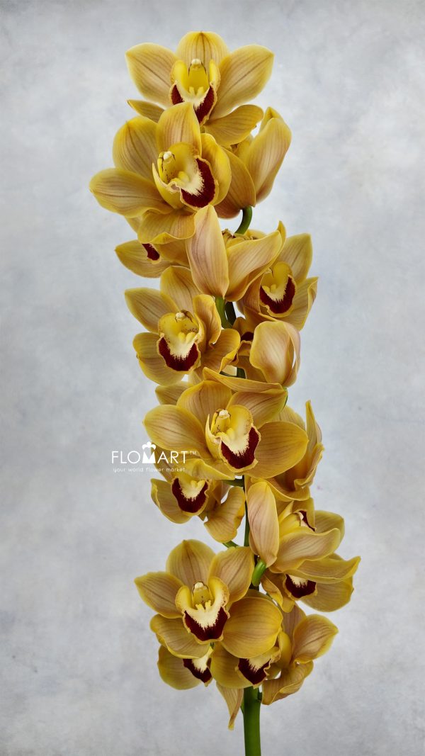 Cymbidium Std Orange Beauty