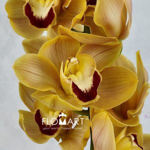 Cymbidium Std Orange Beauty - Image 2