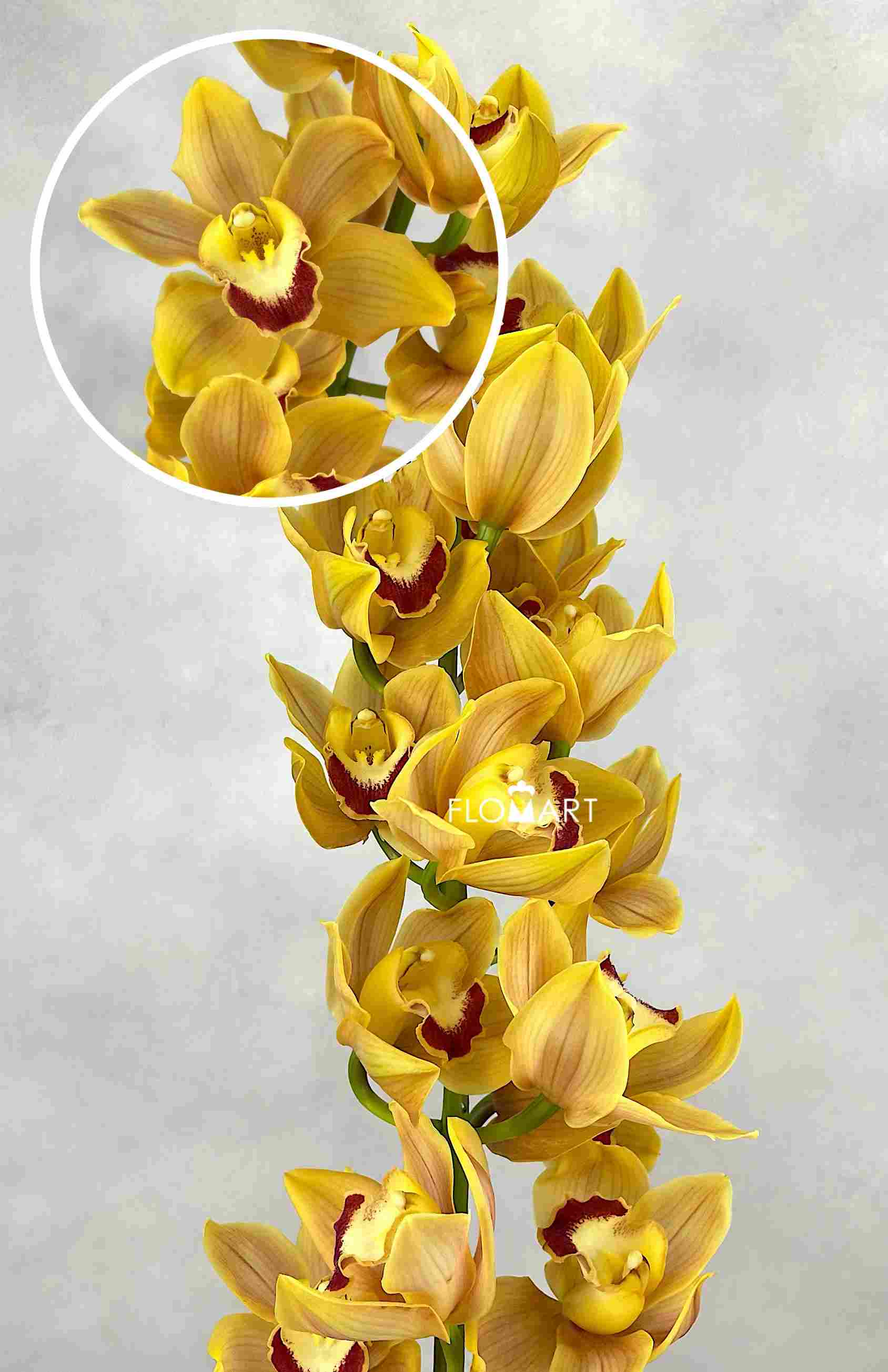 Cymbidium Std Orange Beauty - Image 1
