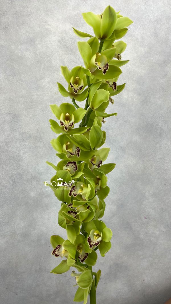 Cymbidium Std Ovation Emerald