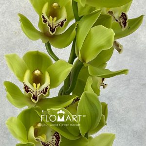 Cymbidium Std Ovation Emerald - Image 2