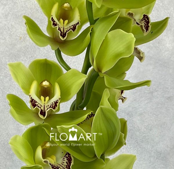 Cymbidium Std Ovation Emerald