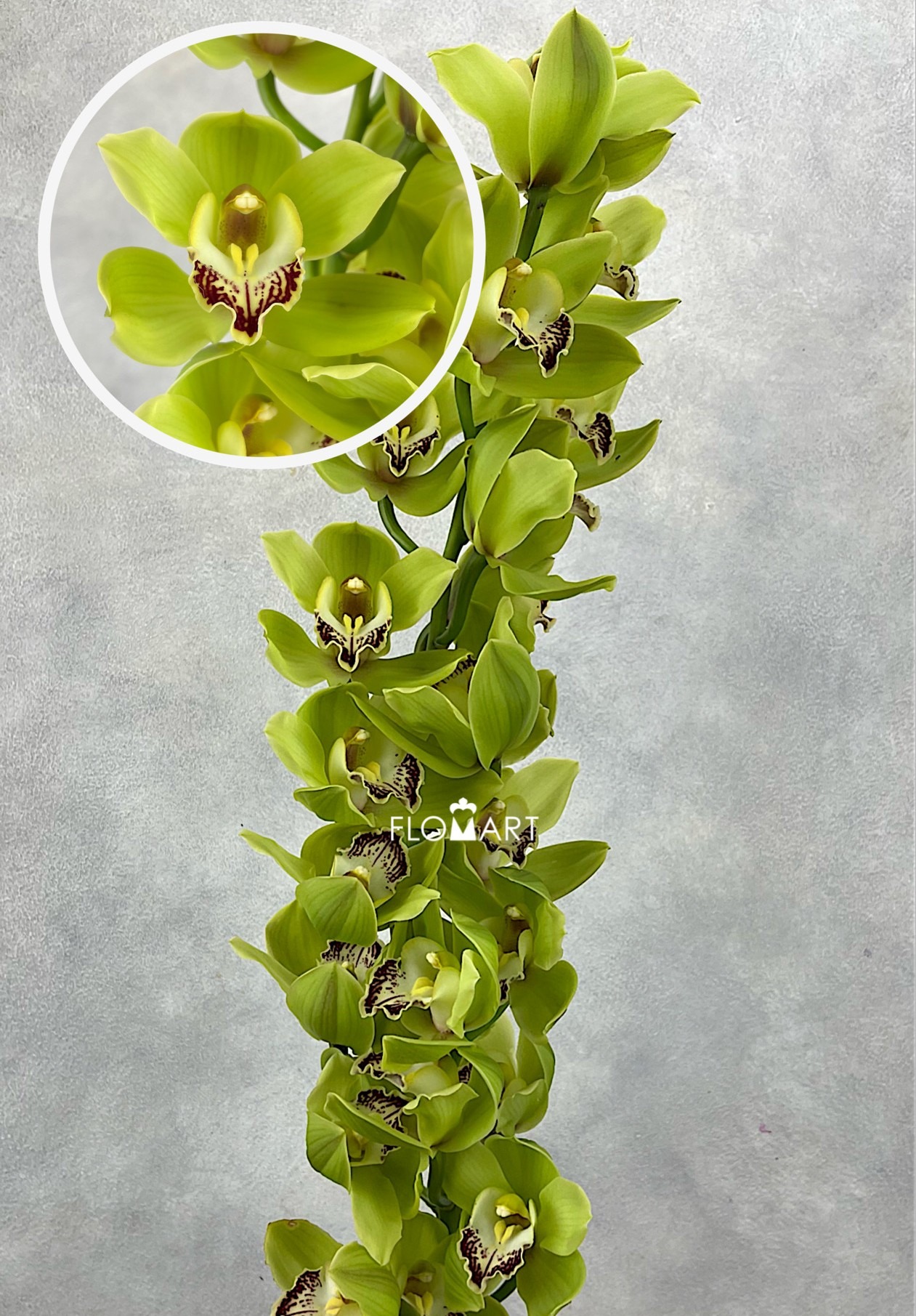 Cymbidium Std Ovation Emerald - Image 1