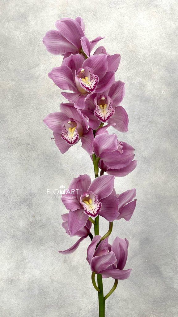 Cymbidium Std Pacific Nikana