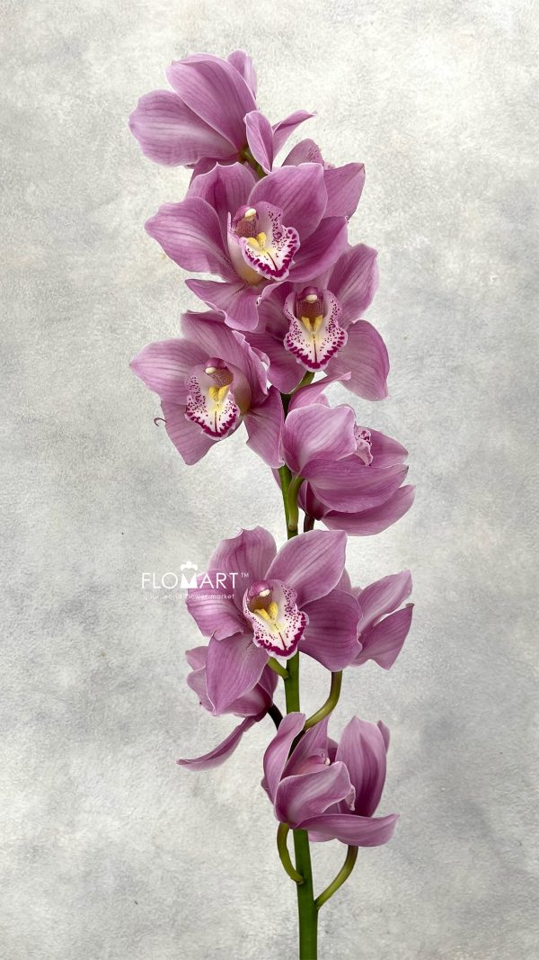 Cymbidium Std Pacific Nikana Cymbidium Std Pacific Nikana