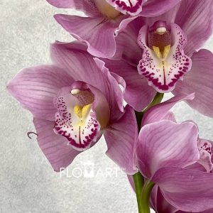 Cymbidium Std Pacific Nikana - Image 2