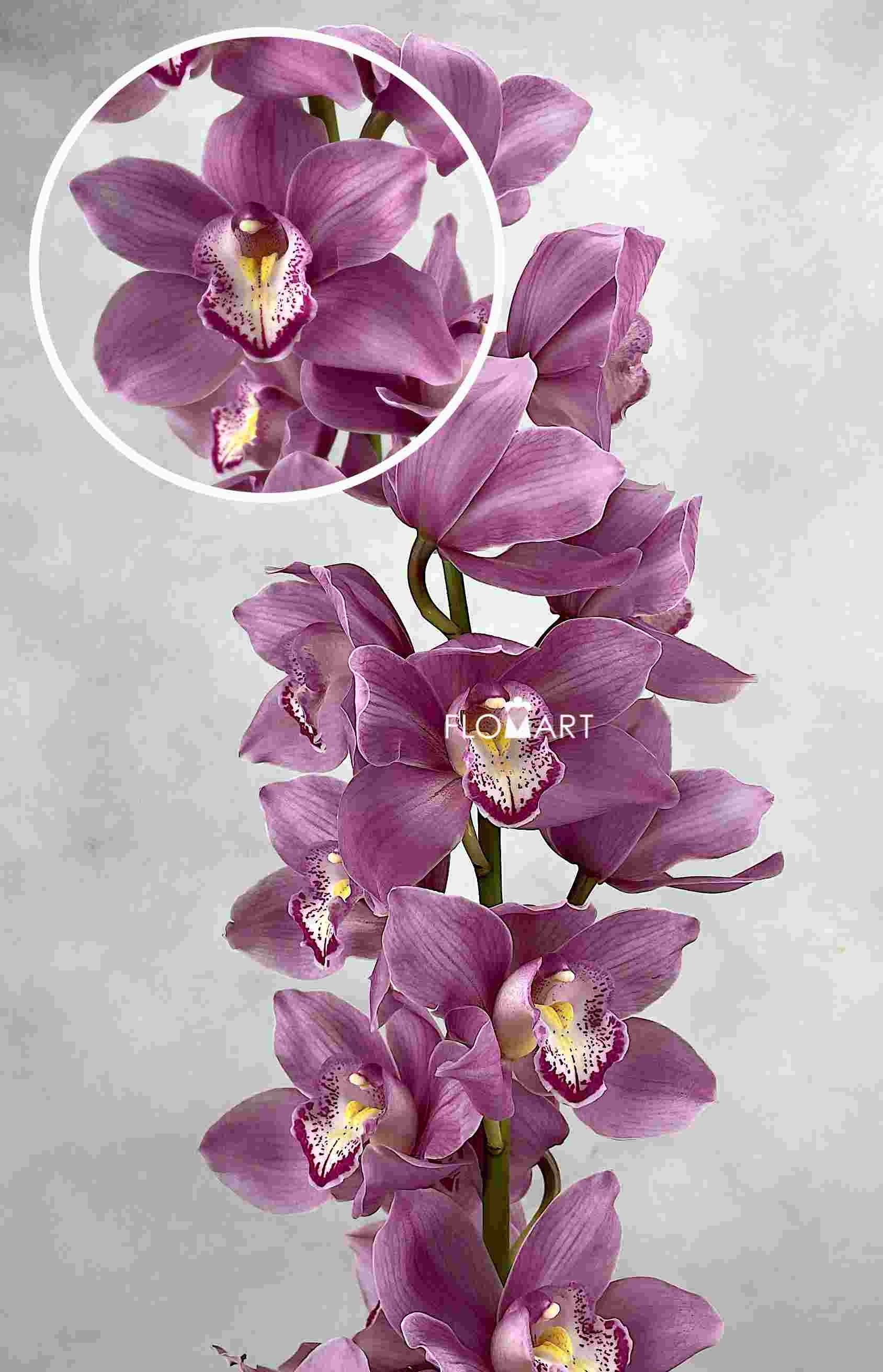 Cymbidium Std Pacific Nikana - Image 1