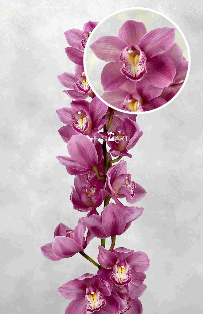 Cymbidium Std Pacific Swan
