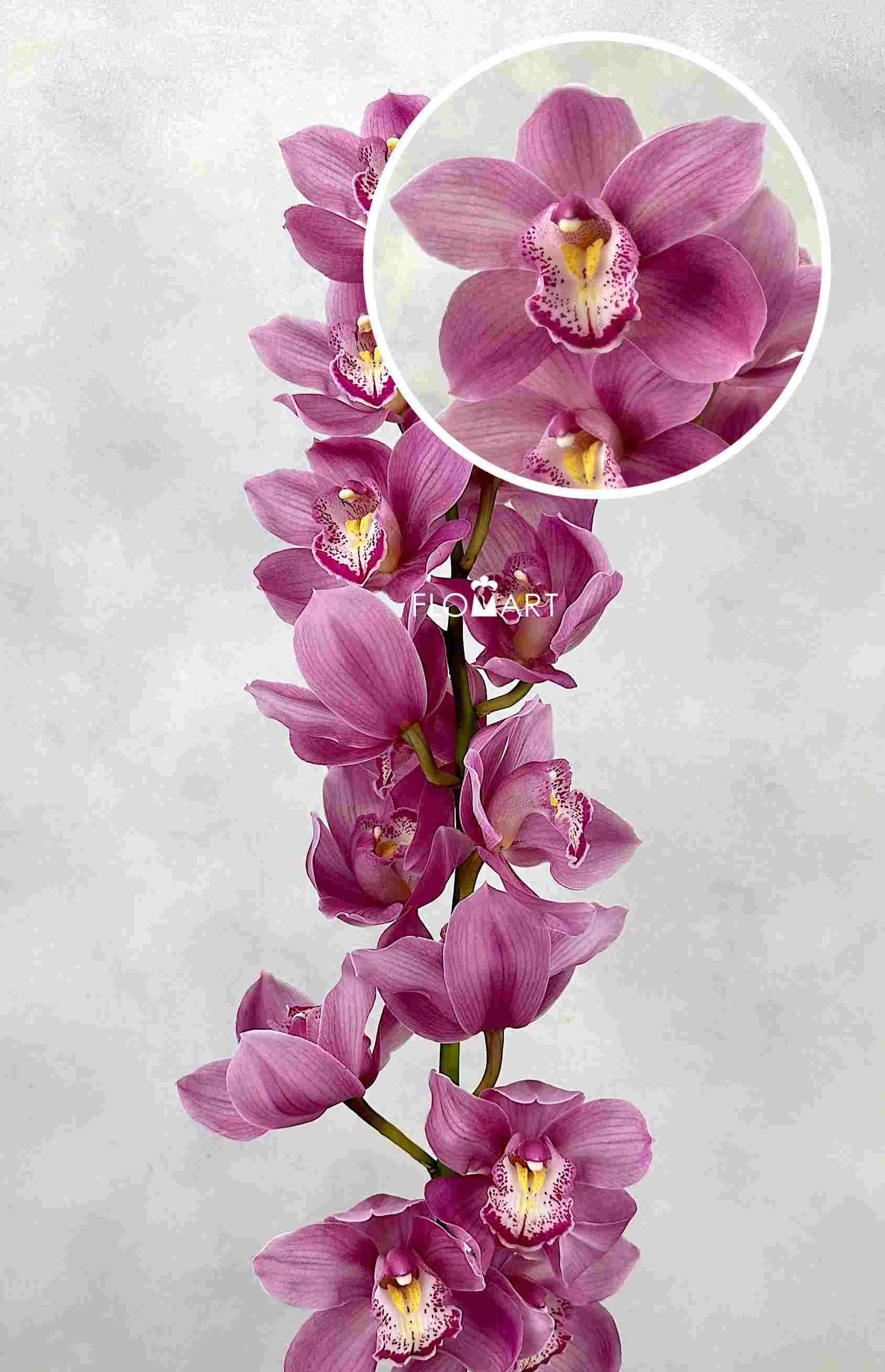 Cymbidium Std Pacific Swan - Image 1