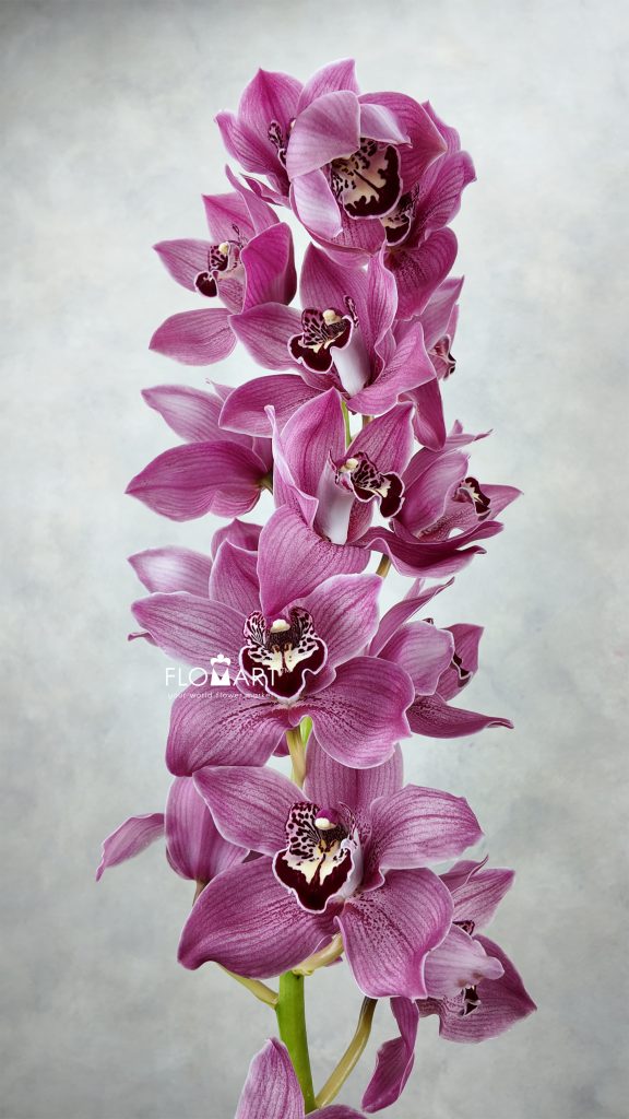 Cymbidium Std Pink