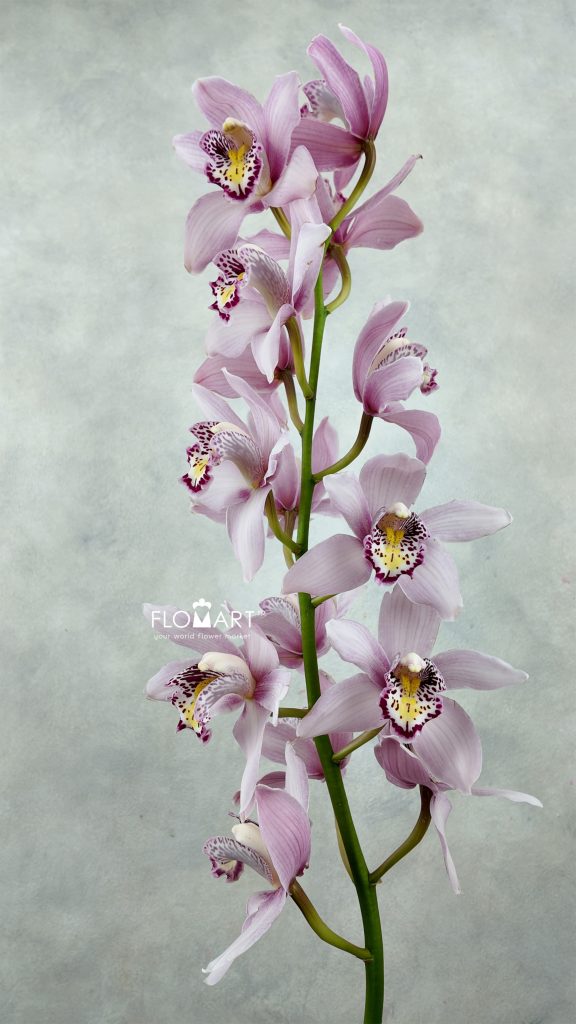 Cymbidium Std Pink Cocktail
