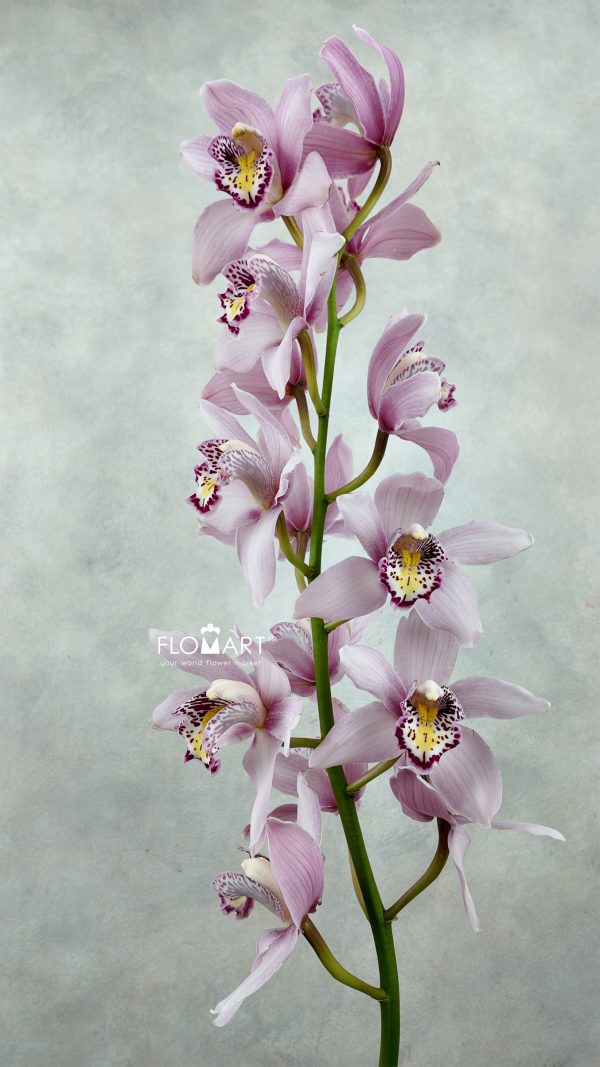 Cymbidium Std Pink Cocktail Cymbidium Std Pink Cocktail