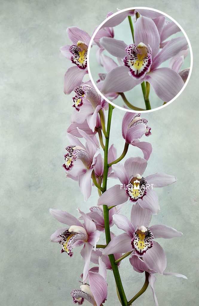 Cymbidium Std Pink Cocktail