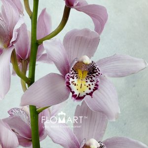 Cymbidium Std Pink Cocktail - Image 2