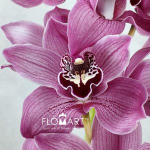 Cymbidium Std Pink - Image 2