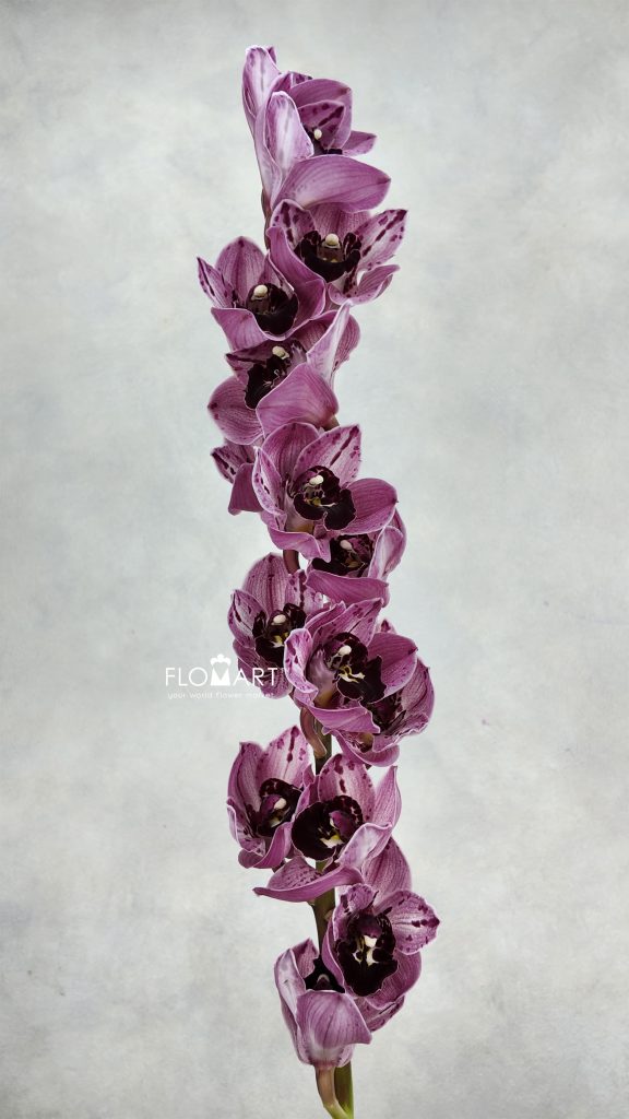 Cymbidium Std Poison
