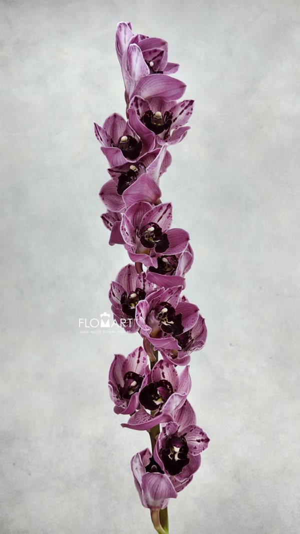 Cymbidium Std Poison