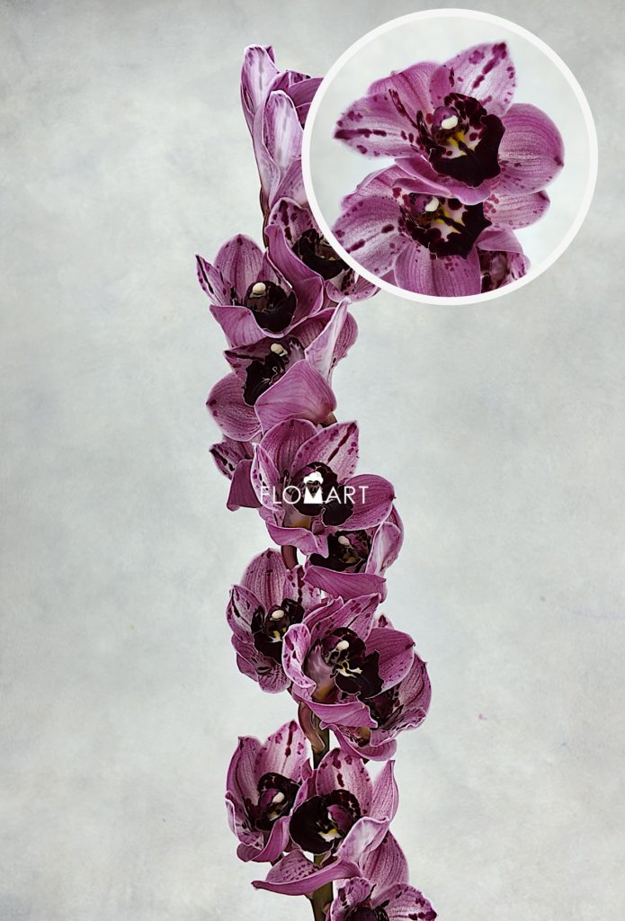 Cymbidium Std Poison