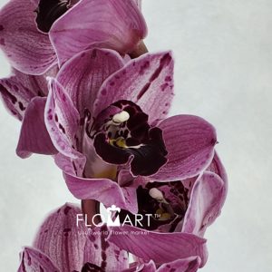 Cymbidium Std Poison - Image 2