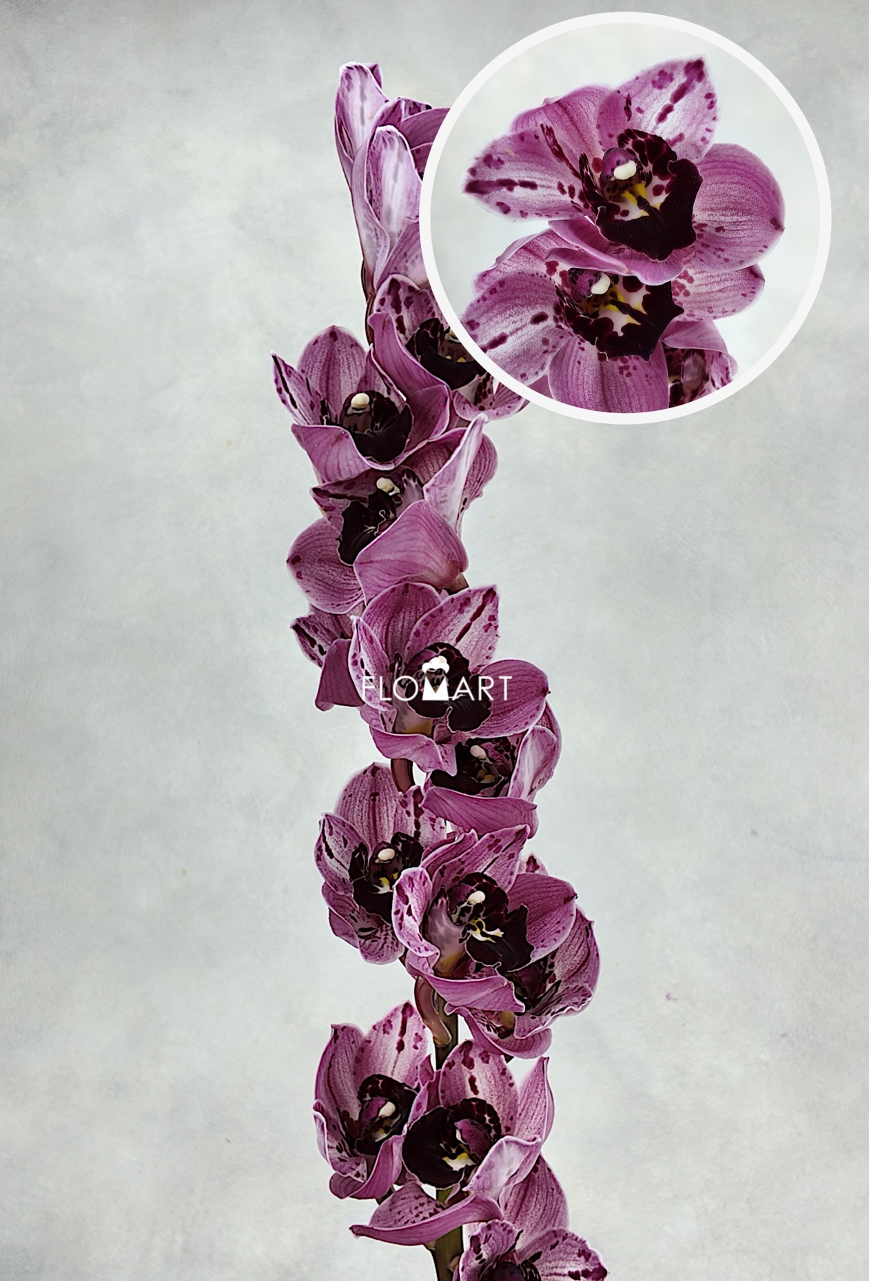 Cymbidium Std Poison - Image 1