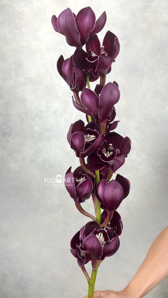Cymbidium Std Port Wine