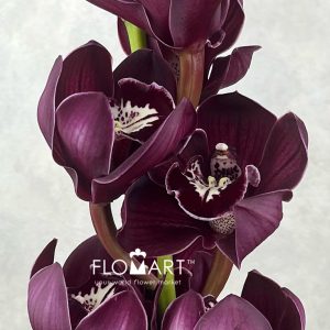 Cymbidium Std Port Wine - Image 2