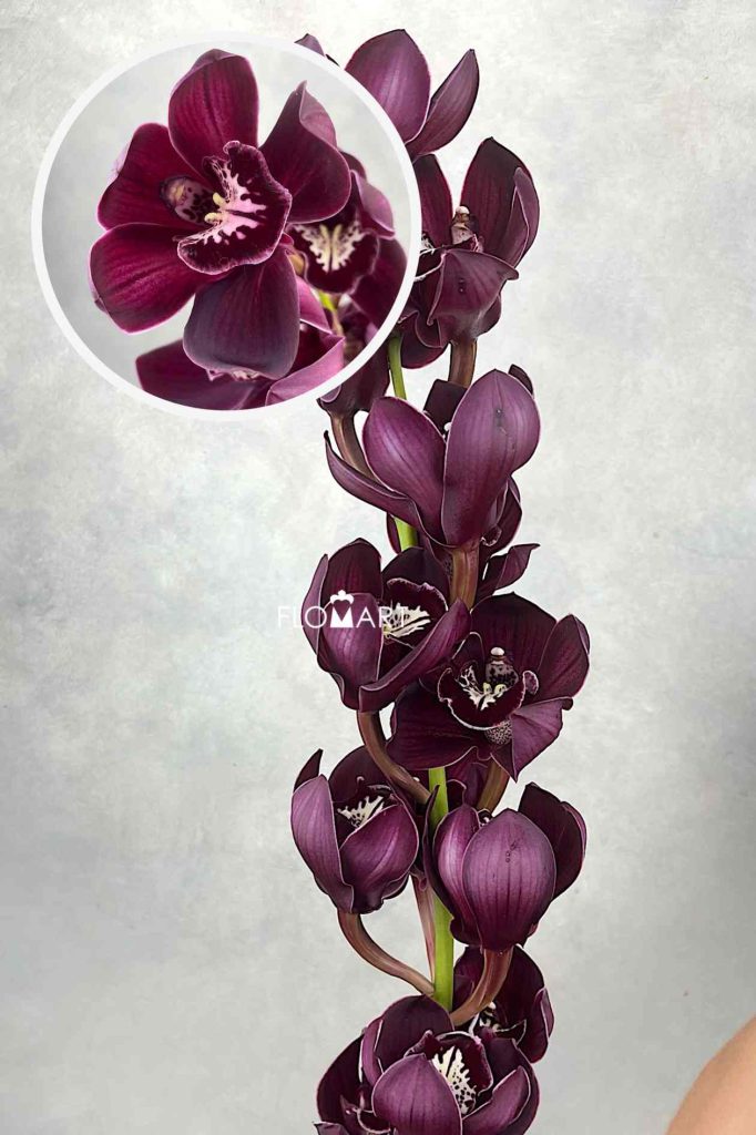 Cymbidium Std Port Wine