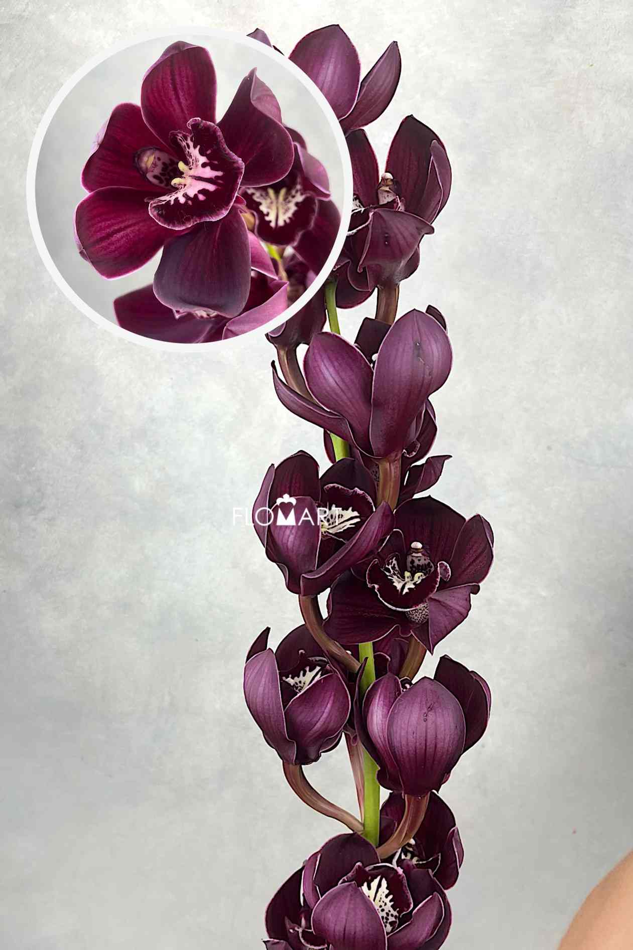 Cymbidium Std Port Wine - Image 1