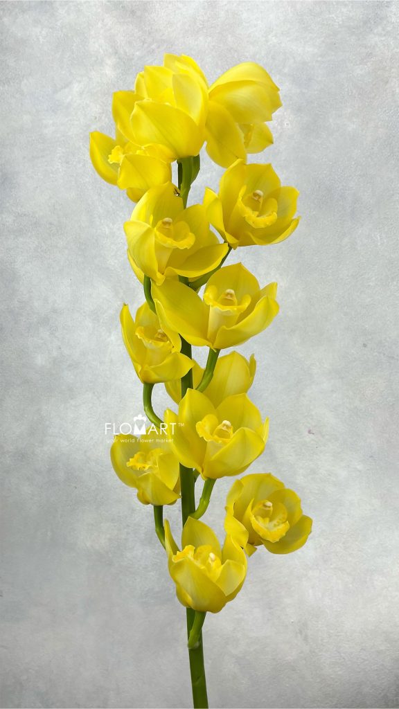 Cymbidium Std Pure Yellow