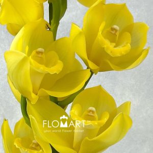 Cymbidium Std Pure Yellow - Image 2