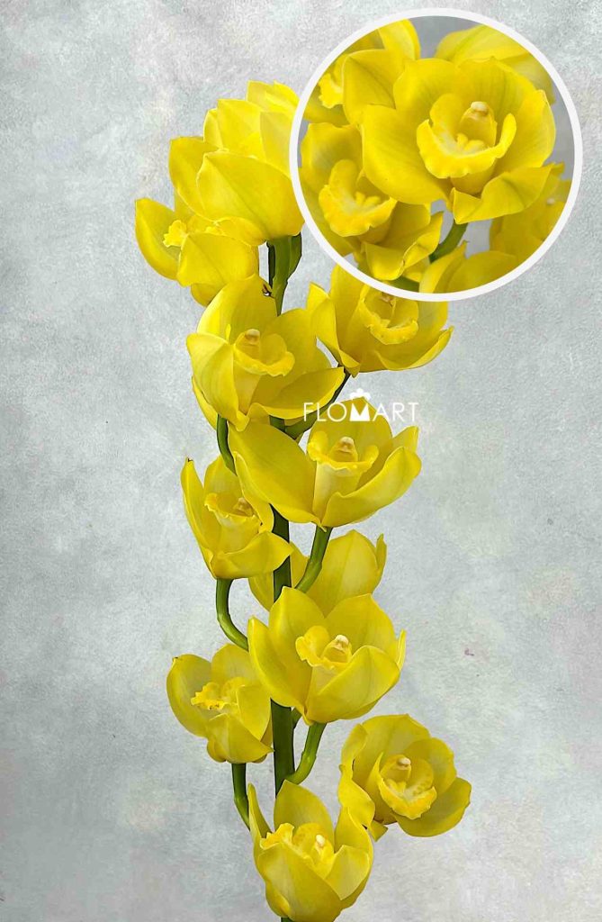 Cymbidium Std Pure Yellow